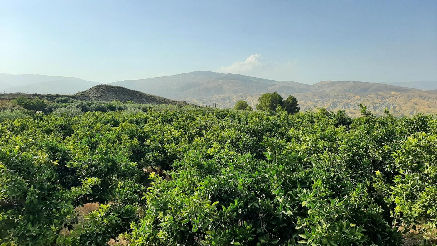 Finca con Produccin de Naranjas y Vistas al Valle del Andarax llar