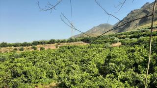 Finca rústica a Íllar. Finca con producción de naranjas y vistas al valle del andarax