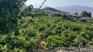 Finca rústica a Íllar. Finca con producción de naranjas y vistas al valle del andarax