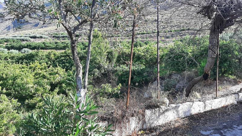 Foto 6f4c1d33-f7a9-4bf7-8a1d-1636eb9e5bb6. Finca rústica finca con producción de naranjas y vistas al valle del andarax en Íllar