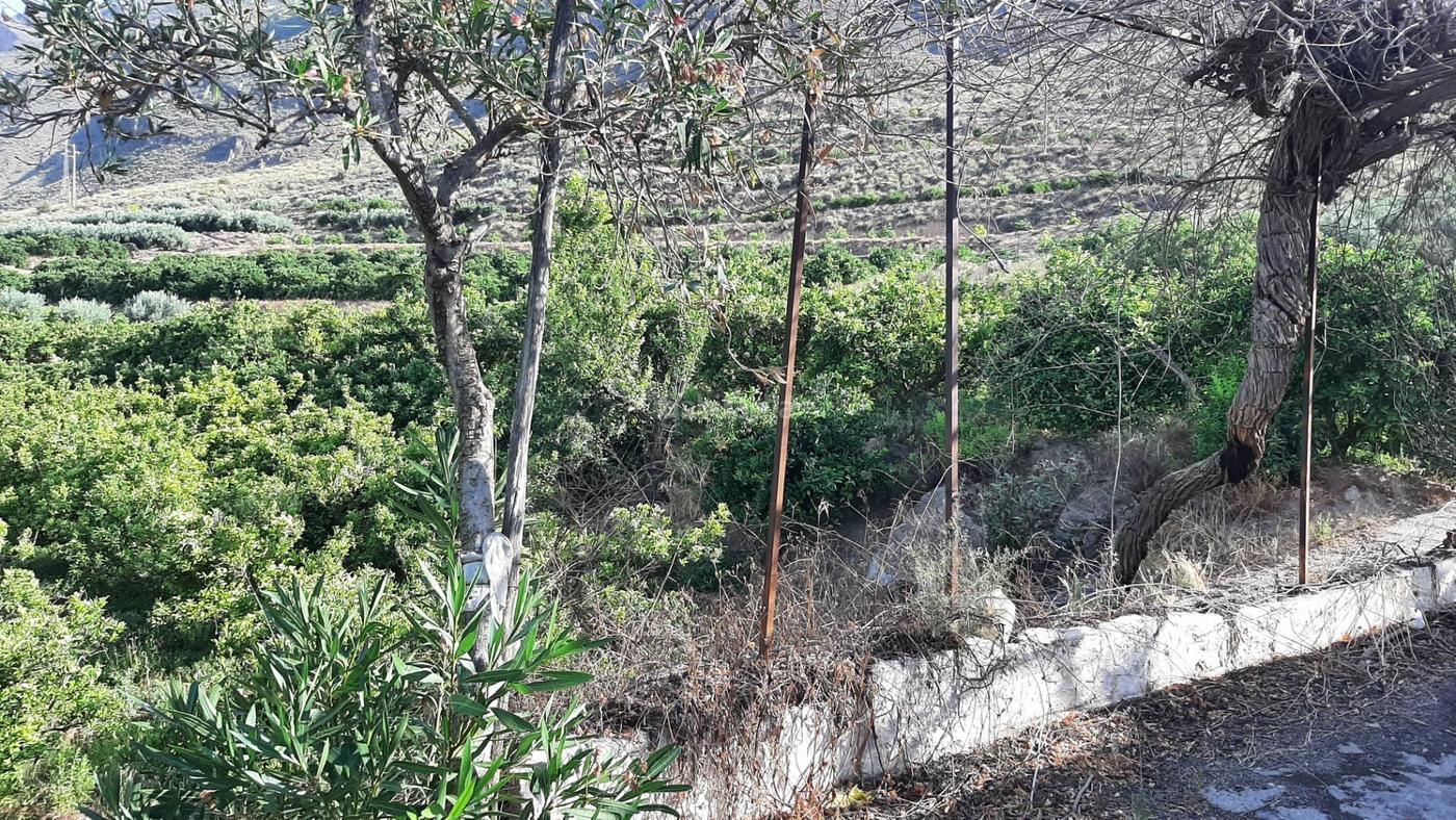 Finca con Produccin de Naranjas y Vistas al Valle del Andarax llar