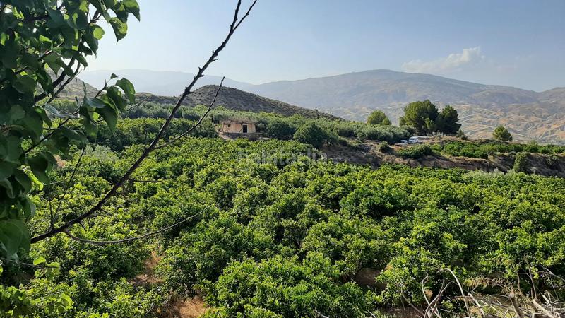 Foto 9a347c15-2f5b-4f5a-905d-d4bc52b91d61. Finca rústica finca con producción de naranjas y vistas al valle del andarax en Íllar