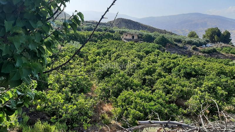 Foto e1883d9c-37b7-4071-8c56-539a7dcee822. Finca rústica finca con producción de naranjas y vistas al valle del andarax en Íllar