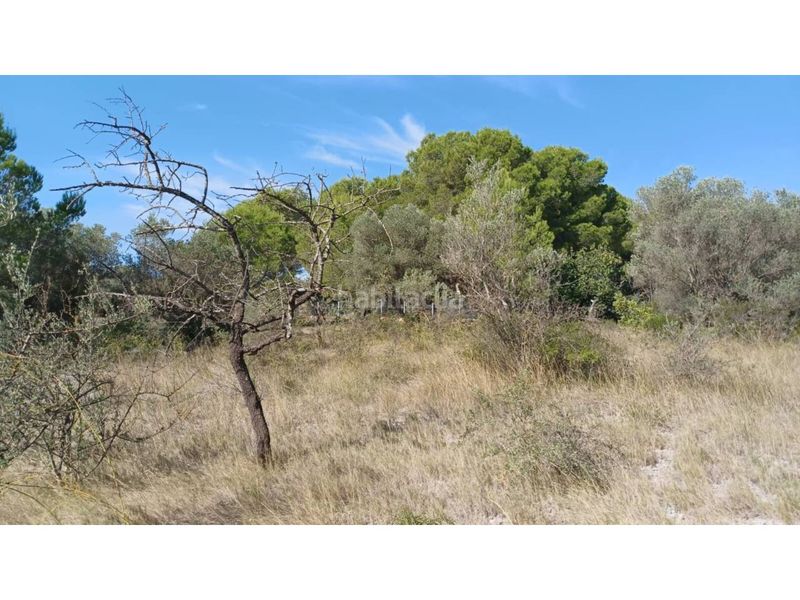Foto b80a9fdf-f771-492a-aba3-6400f16f0f64. Finca rústica a Sant Mateu
