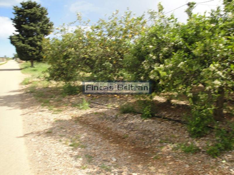 Foto 4cc4ce72-24b8-4eeb-a5f4-bbc26b18d8aa. Finca rústica finca rustica de naranjos en Puerto Benicarló