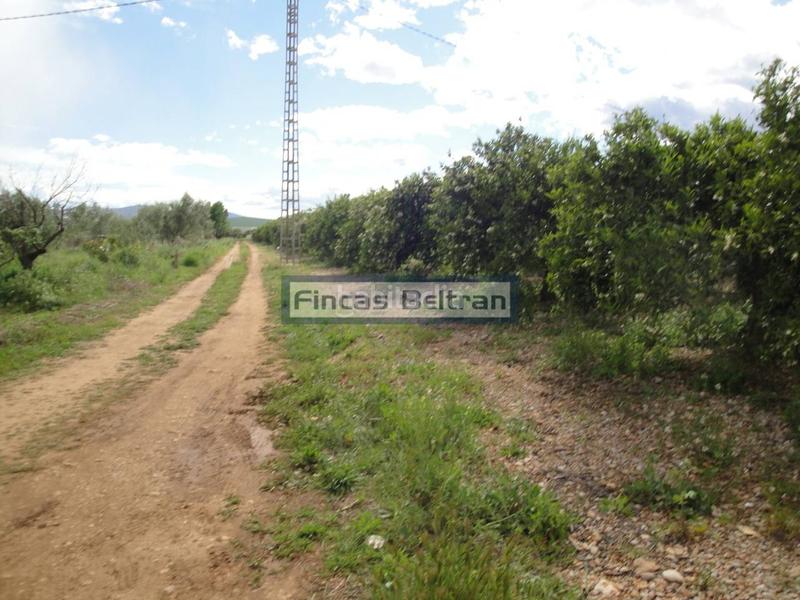 Foto dec103ad-a566-488b-bf25-e17af113e6f6. Finca rústica finca rustica de naranjos en Puerto Benicarló