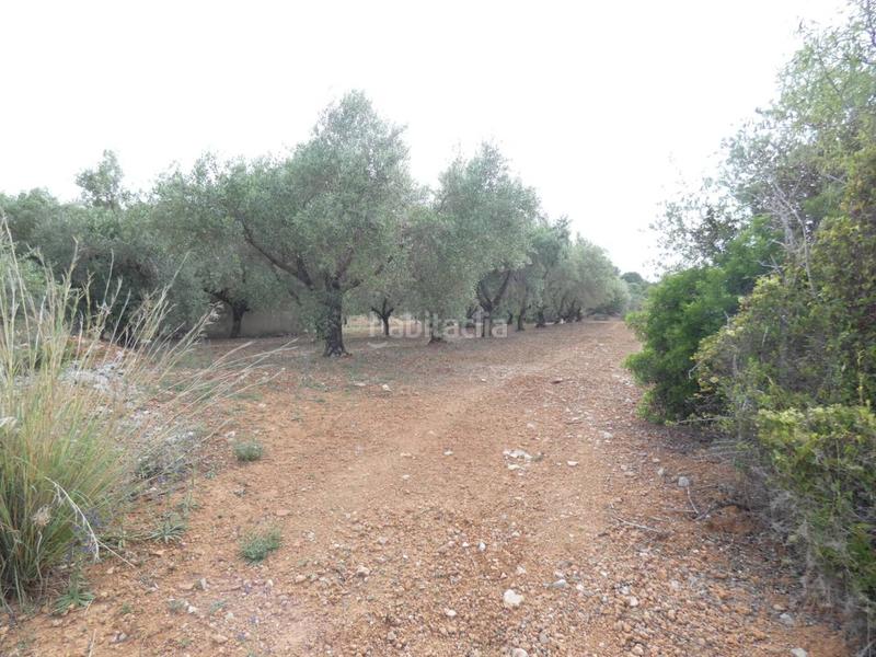 Foto 7a3d7897-d820-4ba4-ac1a-748ab22336d8. Finca rústica a Pueblo Benicarló