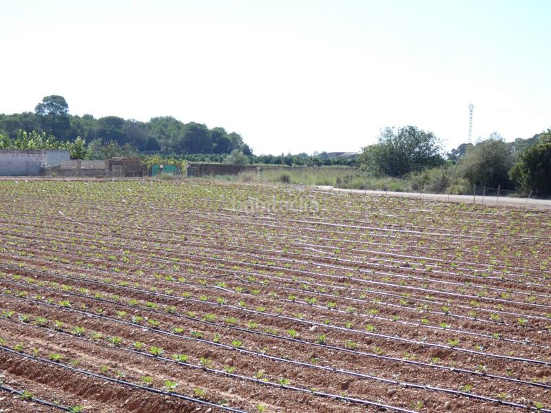 Foto beec6143-e468-467d-9fda-bf910aff933c. Finca rústica a Pueblo Benicarló