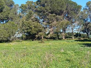 Residential Plot in Los Franceses - La Vega. Parcela en venta en el pinar de los franceses