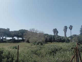 Finca rústica a Pelagatos - Pago del Humo. Parcela rustica en pago del humo. 65.000 m2