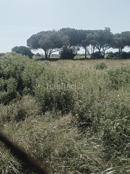 Foto 95d55e2a-e26b-4cbb-a967-c654b2a3f19d. Finca rústica a Pelagatos - Pago del Humo Chiclana de la Frontera