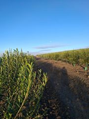 Masía en Pelagatos - Pago del Humo. Cortijo explotacion agraria y olivar en produccion frente a la b