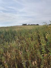 Terreny residencial en Medina Sidonia. Gran finca de alto valor natural