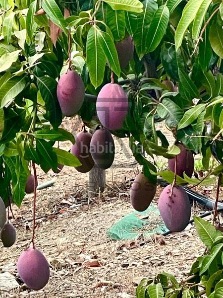 Foto 968d38de-470a-4708-84d4-1250b62d7ebf. Masía casa con piscina y terreno cultivado en triana en Vélez - Málaga
