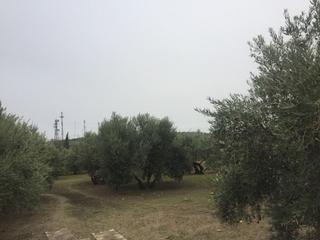 Finca rústica a Úbeda. Preciosa parcela a 1 min de úbeda, para huerto, ocio,  etc...