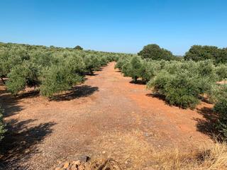 Finca rústica a Úbeda. Estupenda parcela totalmente llana, con buen acceso a pie de car