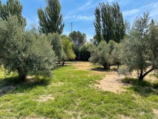Finca rústica a Úbeda. Se vende parcela rústica en san bartolome