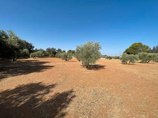 Finca rústica  Carretera yedra. Se vende parcela rústica en la yedra
