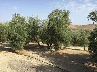 Finca rústica a Jódar. Se vende finca 270 olivos zona el gameño jódar