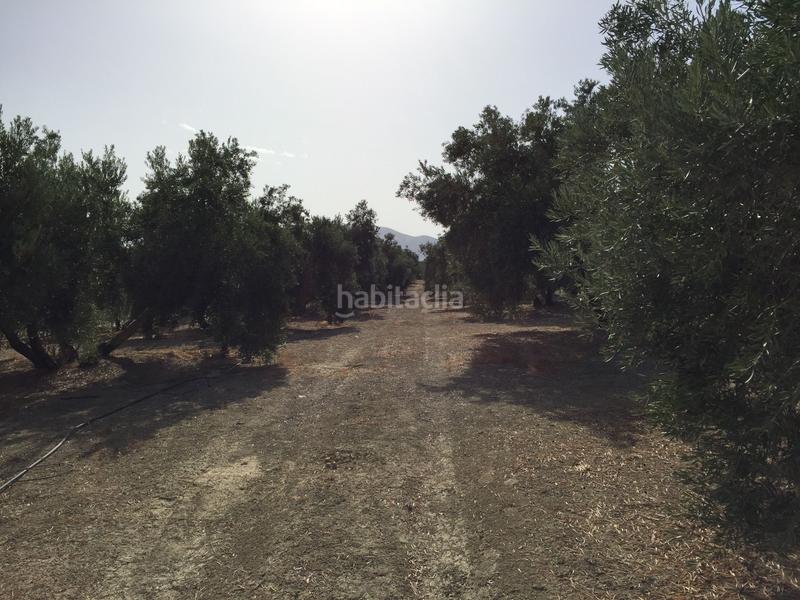 Foto 5a09c769-2b39-4104-8425-ba0bd9dc4632. Finca rústica a Jódar