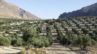 Finca rústica a Bedmar y Garcíez. Se vende finca 1040 olivos en jódar