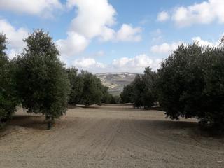 Finca rústica a Úbeda. Se venden 3 fincas olivos zona santa eulalia