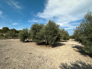Finca rústica  Ronda de mirasierra. Se vende parcela rústica en el donadío