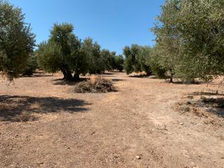 Finca rústica a Ja-5105 26. Se vende parcela con pozo de agua