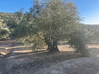 Landgut  Calle santa eulalia 10. Se vende finca olivos arroyo de la dehesa