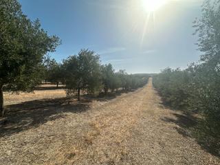 Rural plot  N/a. Se vende finca de olivos 1 pie carretera san miguel
