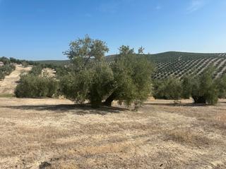 Finca rústica  N/a. Se vende finca de olivos carretera san miguel