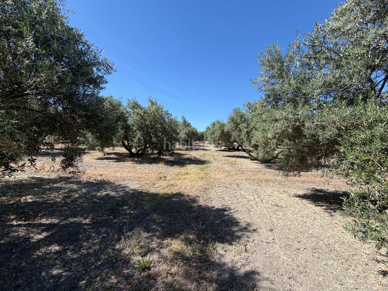 Foto 0db9e6ac-c676-4101-9f6f-63e963a3bfb1. Finca rústica a Úbeda