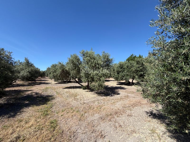 Foto 9c3391a3-227b-4024-aa85-99df5eb0580c. Finca rústica a Úbeda