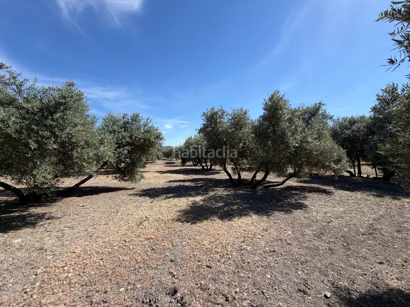 Foto b3ba2277-6425-44c7-8091-3c731c4ed3e3. Finca rústica a Úbeda