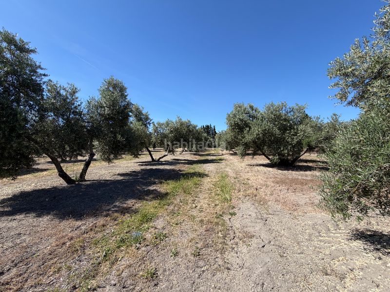 Foto df255e2c-0b80-4709-9c71-1047d614bee9. Finca rústica a Úbeda