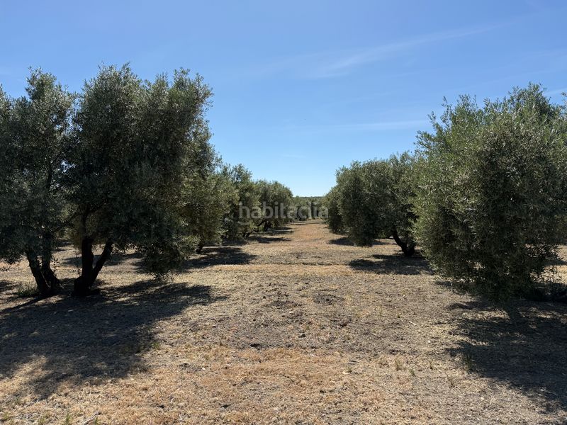Foto e22d6e5e-90bd-4c8f-a3cf-84b45a7eb599. Finca rústica a Úbeda