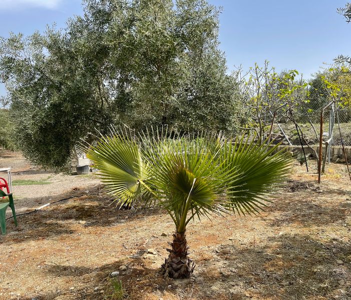 Foto 4a5e4079-d5a7-4ab0-810c-3fc52f93fa16. Finca rústica a Úbeda