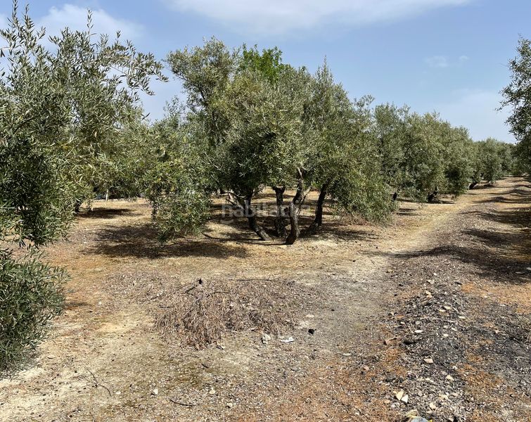 Foto e7141cbc-c287-4aff-b863-35f7634497de. Finca rústica a Úbeda