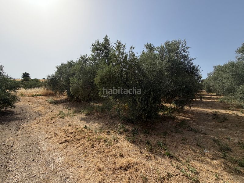 Foto 36df70a8-a6c6-4036-b51d-063ab0b62776. Finca rústica a carretera de circunvalación 55d a Úbeda