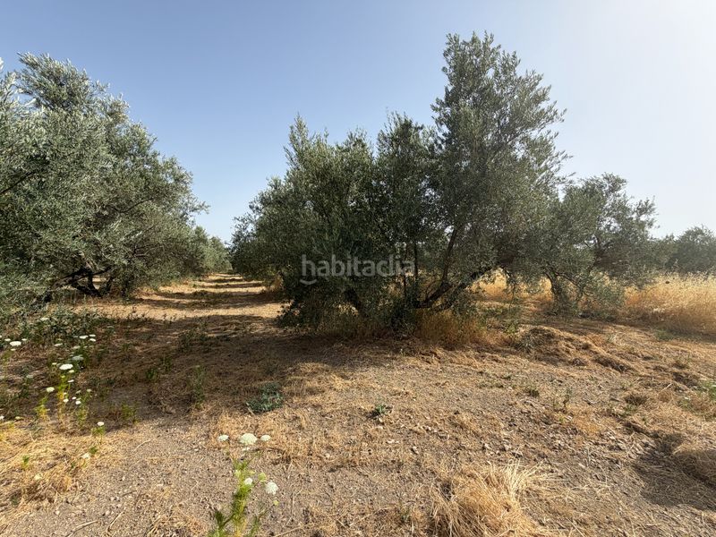 Foto 5925e88d-c381-440f-96e5-4603042e1b02. Finca rústica a carretera de circunvalación 55d a Úbeda