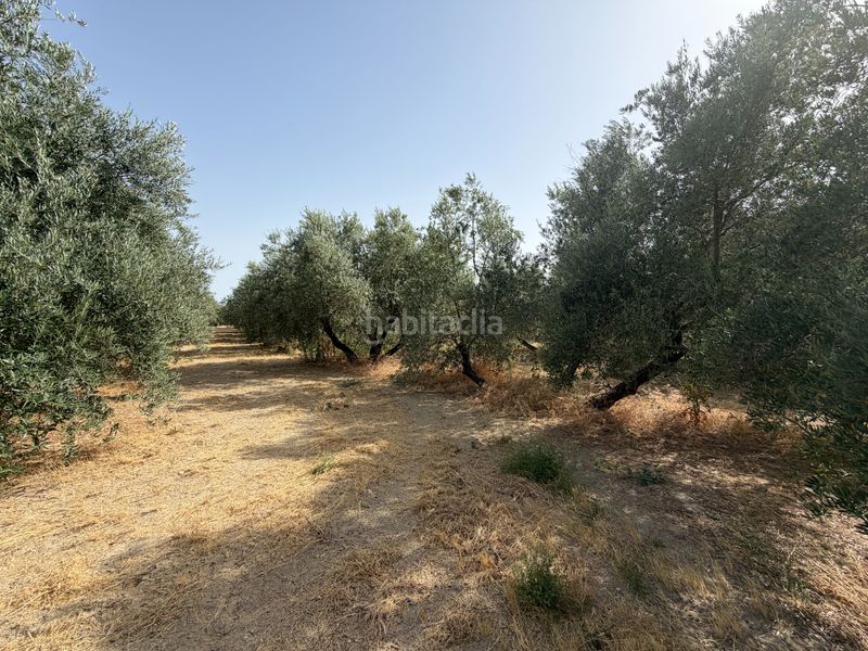 Foto 5fdd530f-9588-4ab2-b2dc-f9a92c1045e7. Finca rústica a carretera de circunvalación 55d a Úbeda