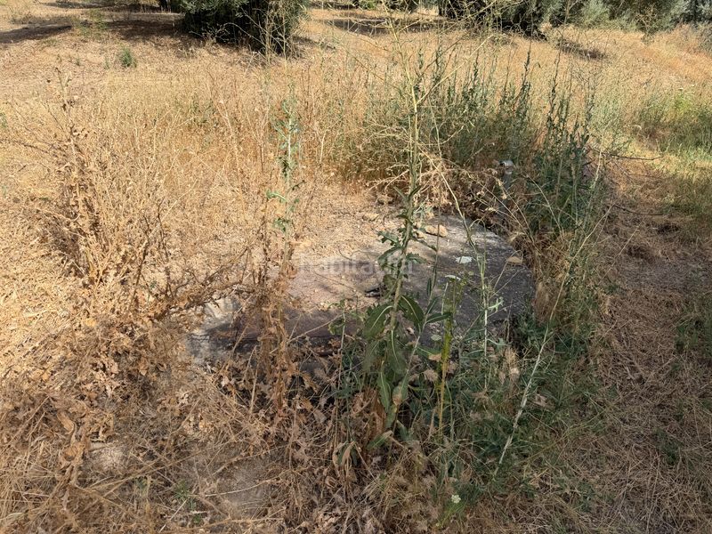 Foto 78f8d1d2-b630-412c-a799-673a73e19d2a. Finca rústica a carretera de circunvalación 55d a Úbeda