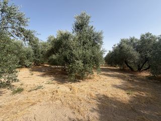 Fondo rustico in Carretera de circunvalación 55d. Se vende parcela zona madre de dios