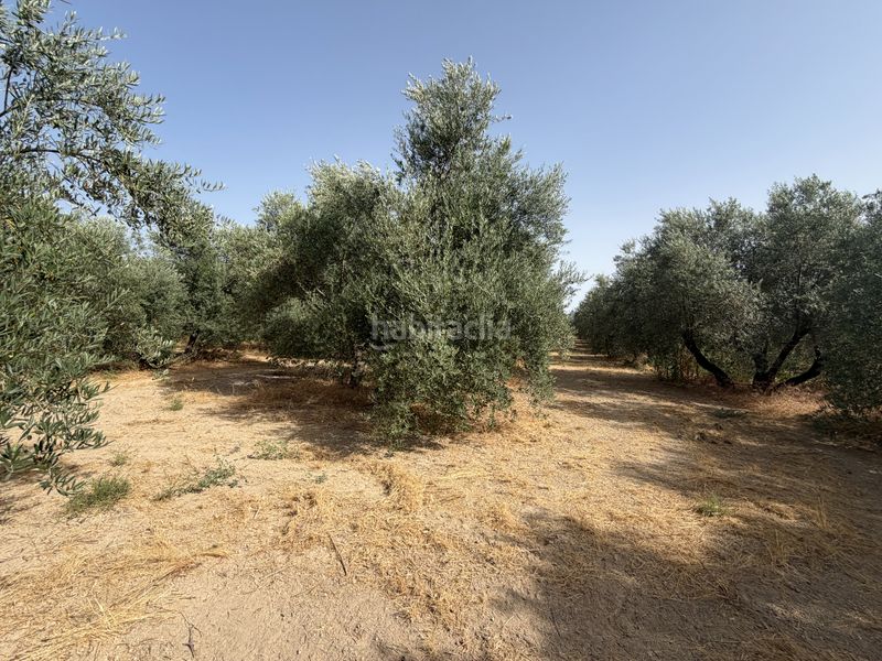 Foto d861fd20-5f4a-41c3-b4e3-b7d26d023676. Finca rústica a carretera de circunvalación 55d a Úbeda