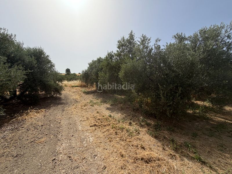 Foto f9227702-cbbd-41a1-bf6f-5c3c008908cd. Finca rústica a carretera de circunvalación 55d a Úbeda
