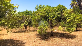 Finca rústica a San Enrique-Guadiaro-Pueblo Nuevo. Terreno en san enrique de guadiaro plantación de naranjas 10.100
