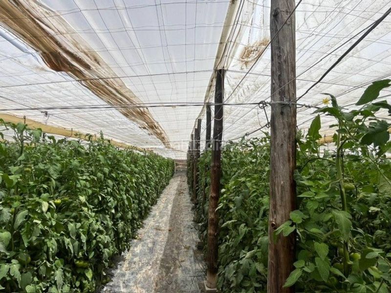 Foto a95db21b-3a50-4def-95fa-bf73c9534494. Finca rústica a Nijar Pueblo Níjar