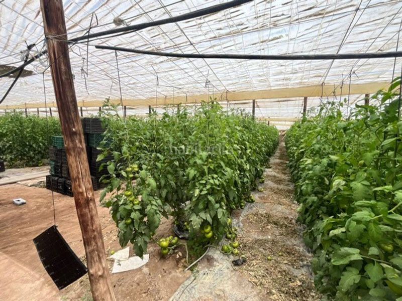 Foto ad0c6dad-7cc9-4033-ba14-5c9e498cf407. Finca rústica a Nijar Pueblo Níjar