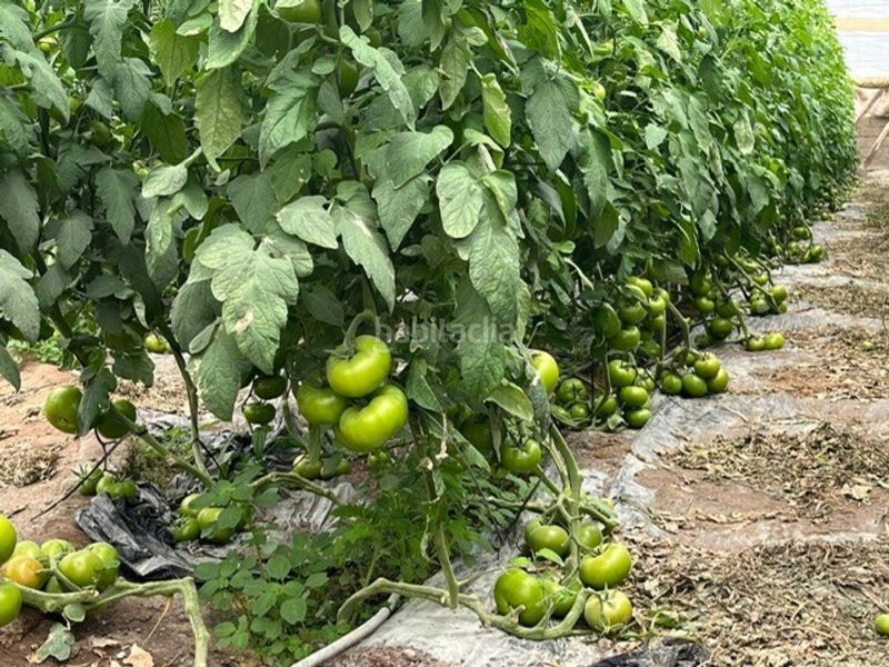 Foto d44093d2-7ba6-47e2-a995-635c35810331. Finca rústica a Nijar Pueblo Níjar