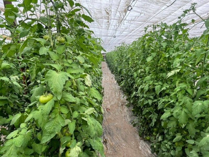 Foto fa7a5dea-cd84-4018-b3e8-5a06a4164c38. Finca rústica a Nijar Pueblo Níjar